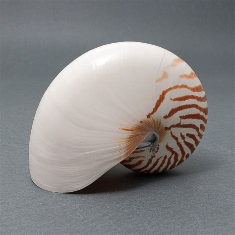 Collezione Nautilus .